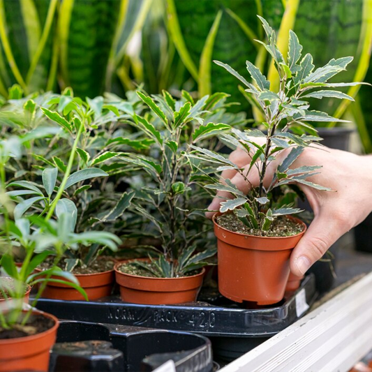 Plants, pots and decorative vases showcase