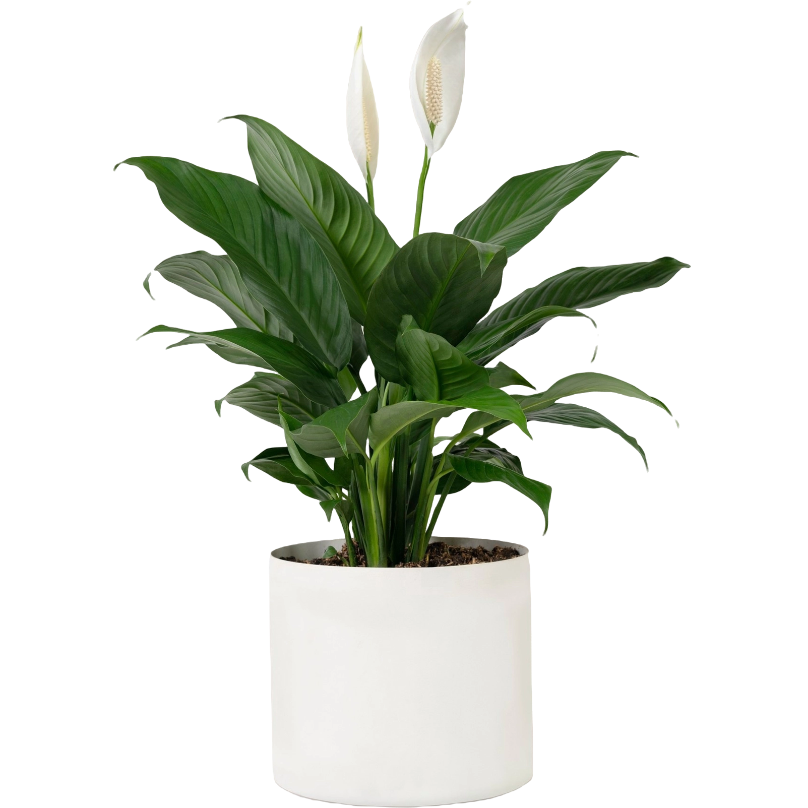 Natural Plants