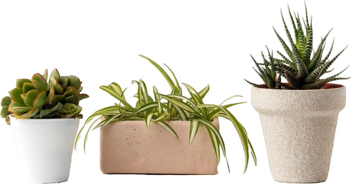 Plant variety showcase