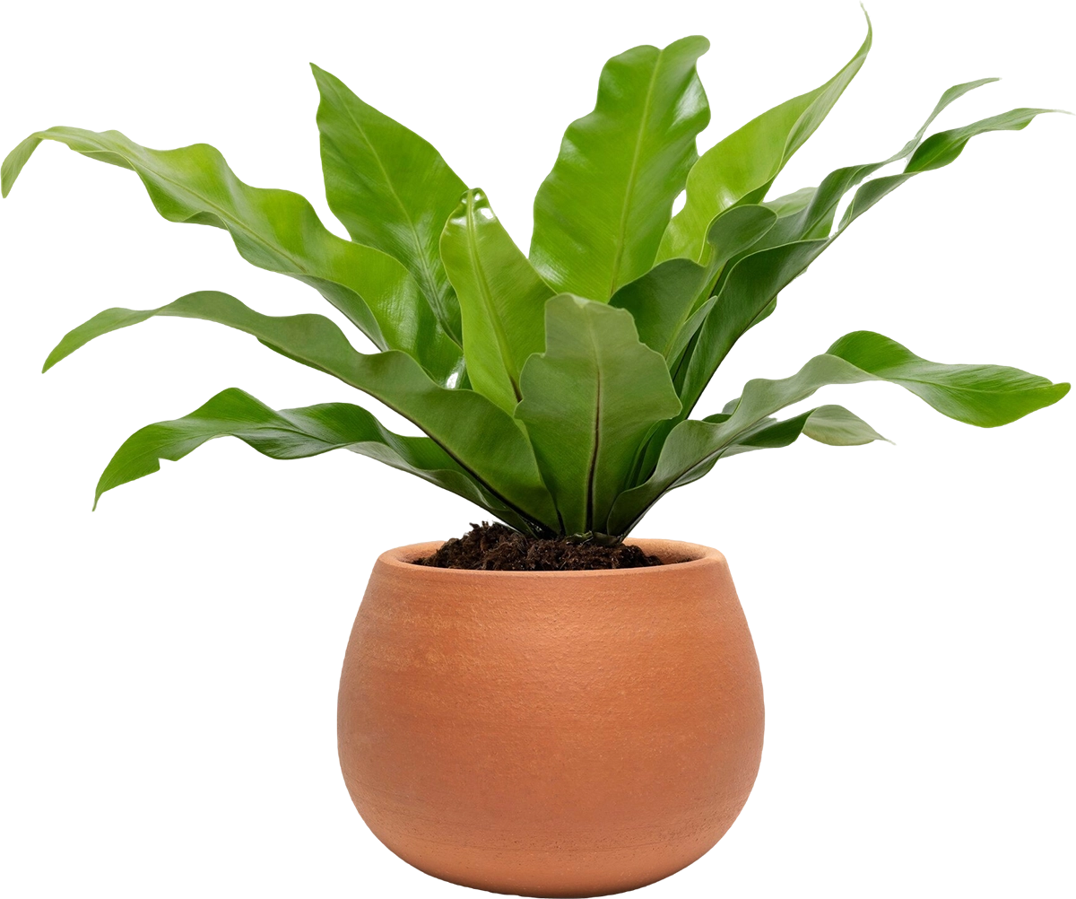Featured plant product
