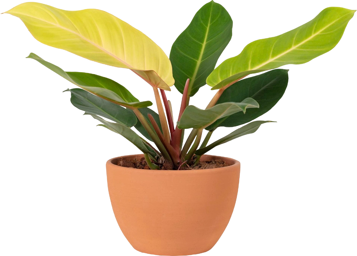 Featured plant product